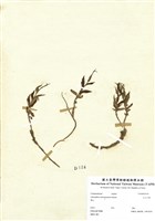 藏品(玉山沙參)的圖片